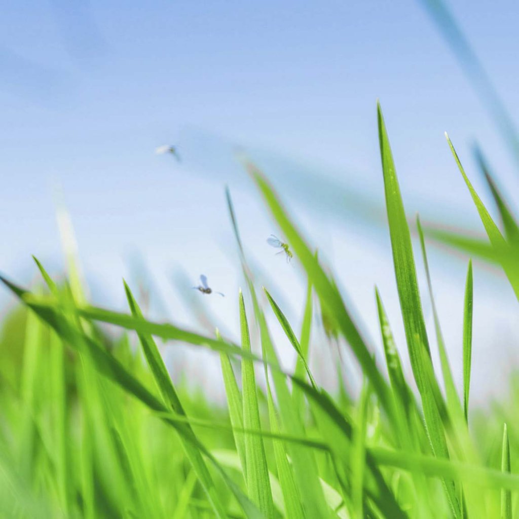 Spirende visuel identitet til nystartet anlægsgartnerfirma